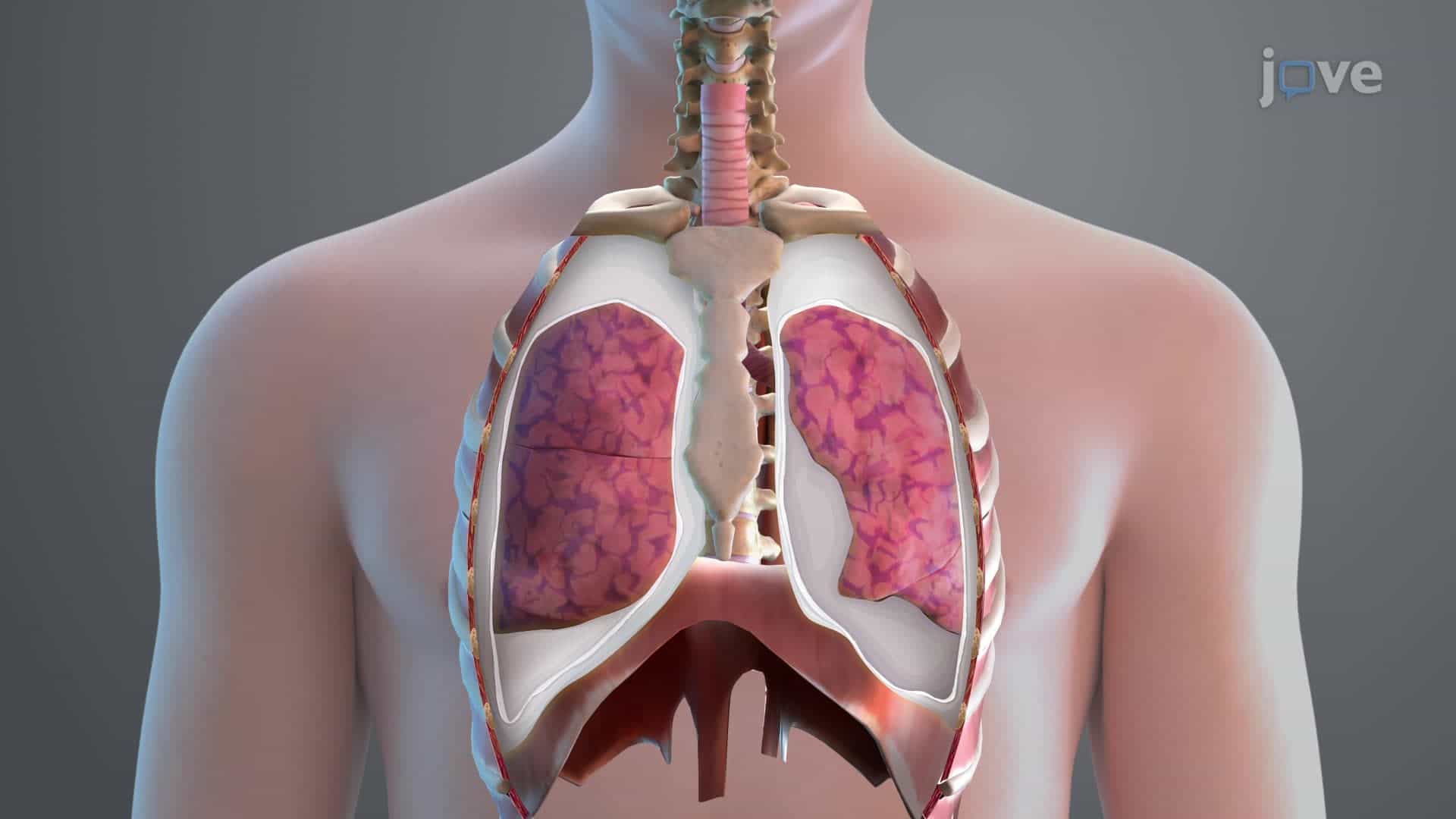 Pleura of the Lungs