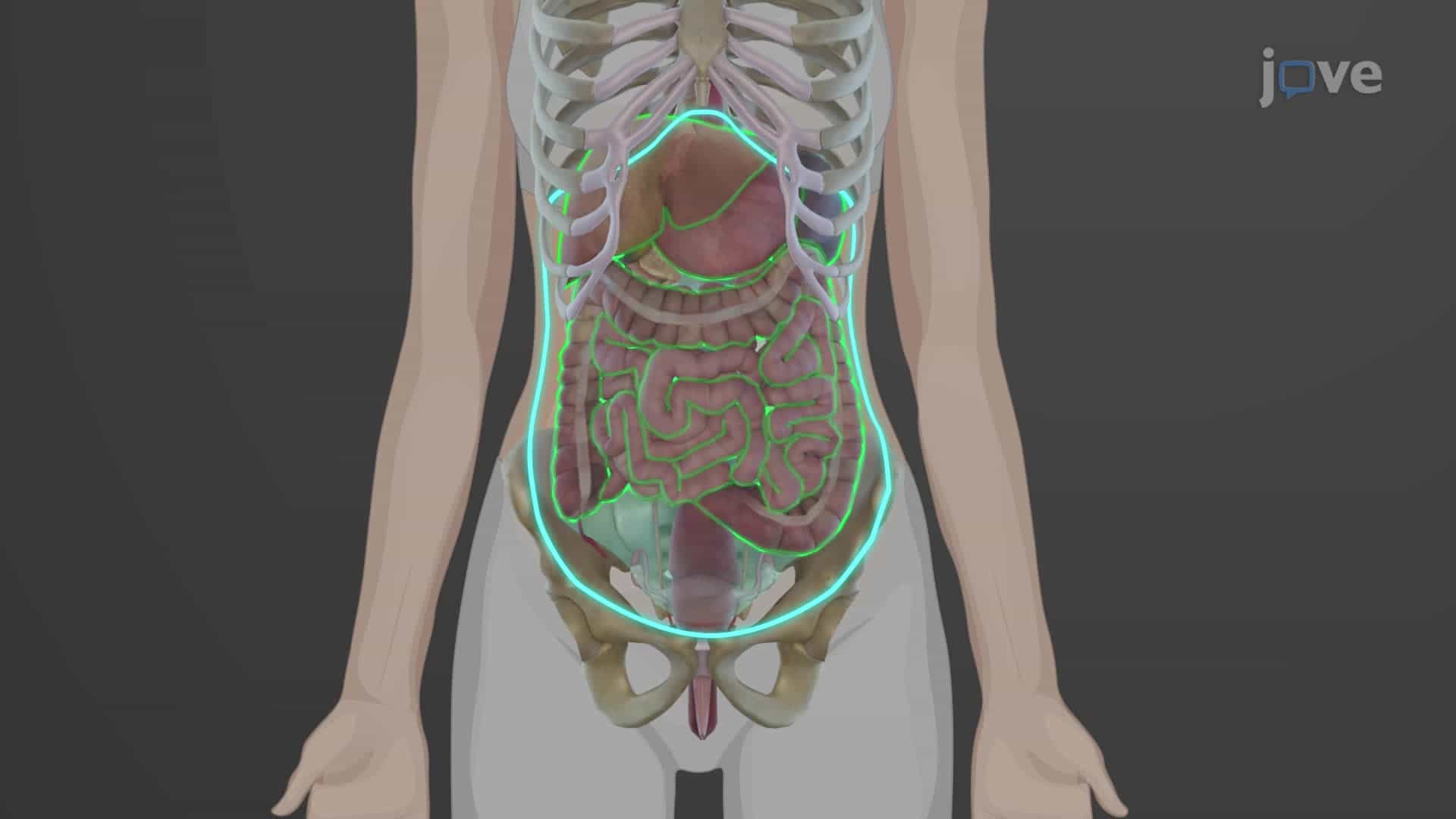 Peritoneum
