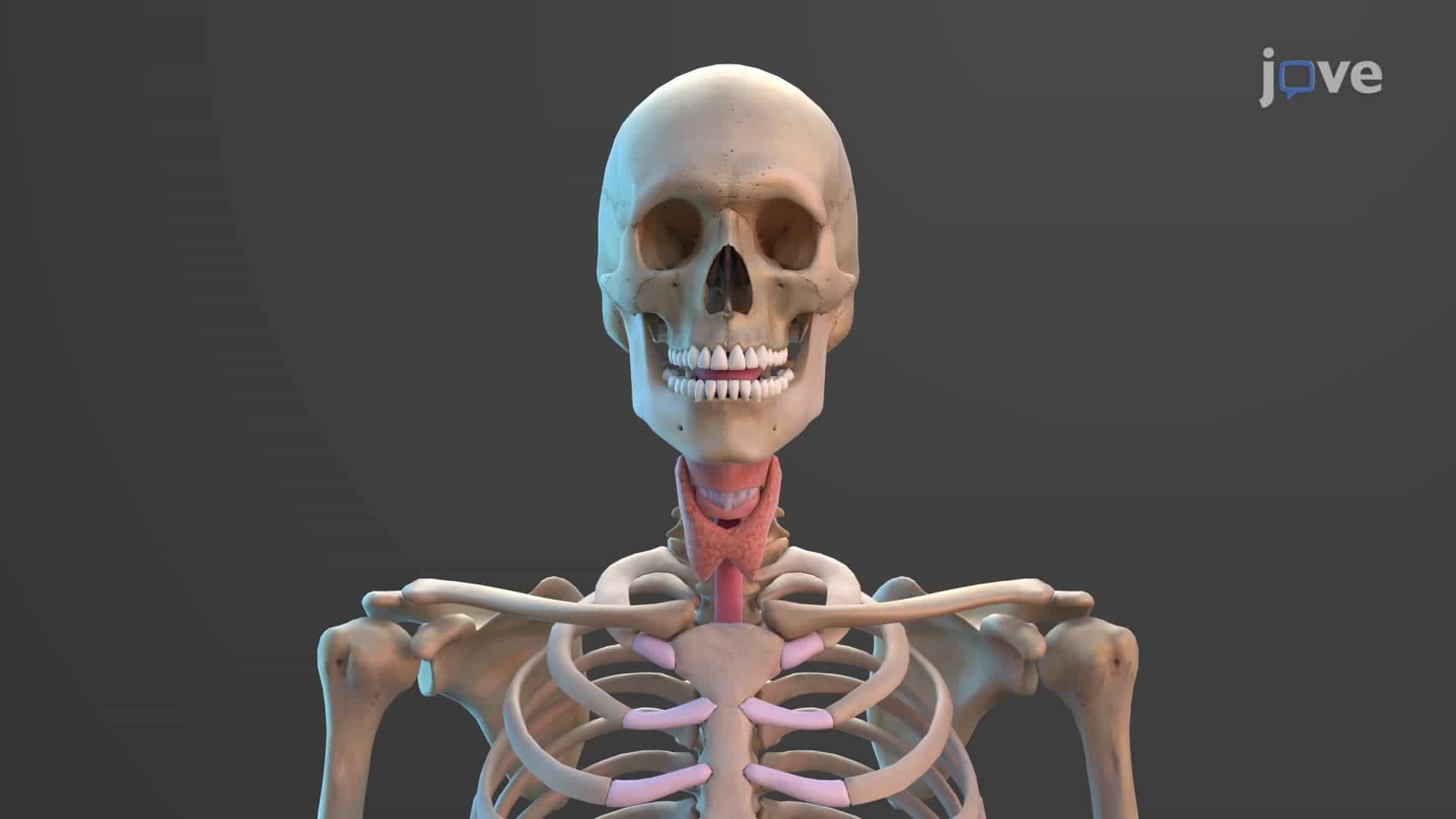 Teeth