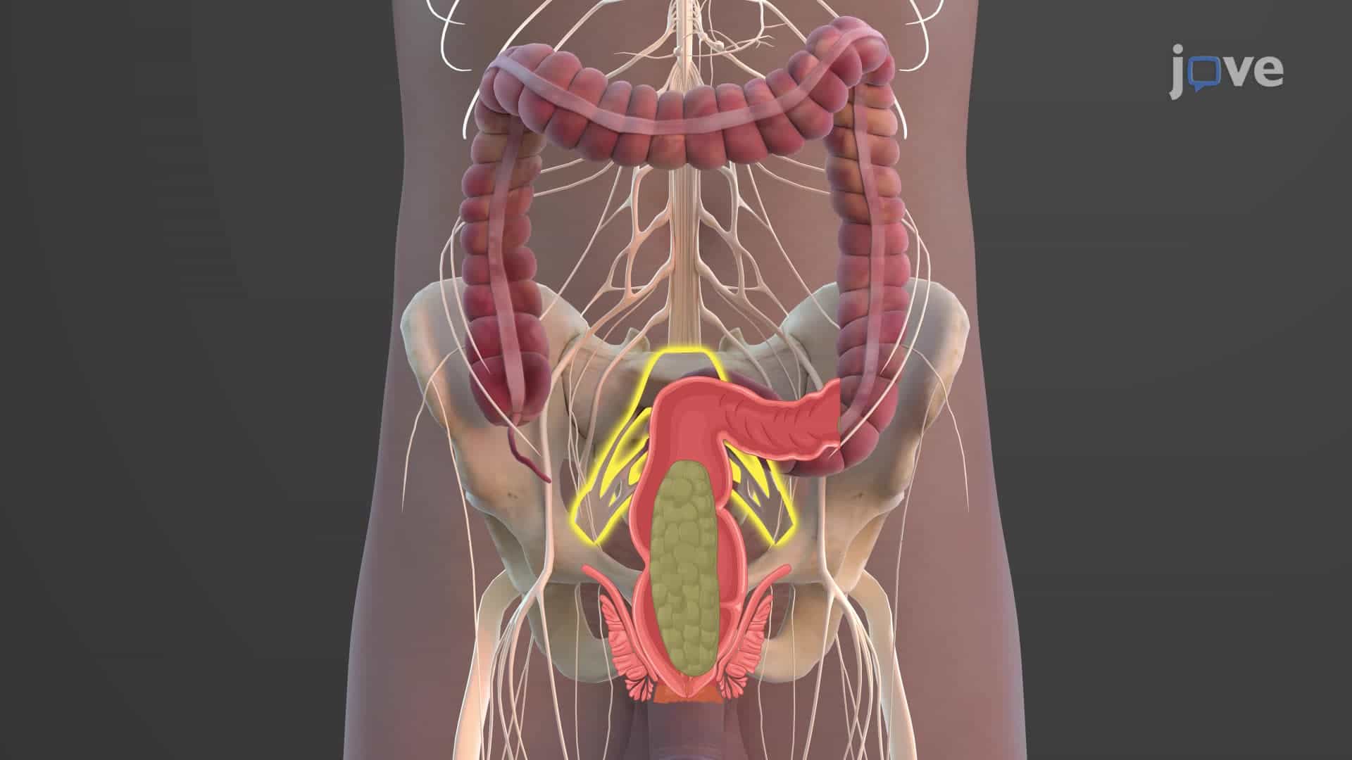 Feces Formation and Defecation