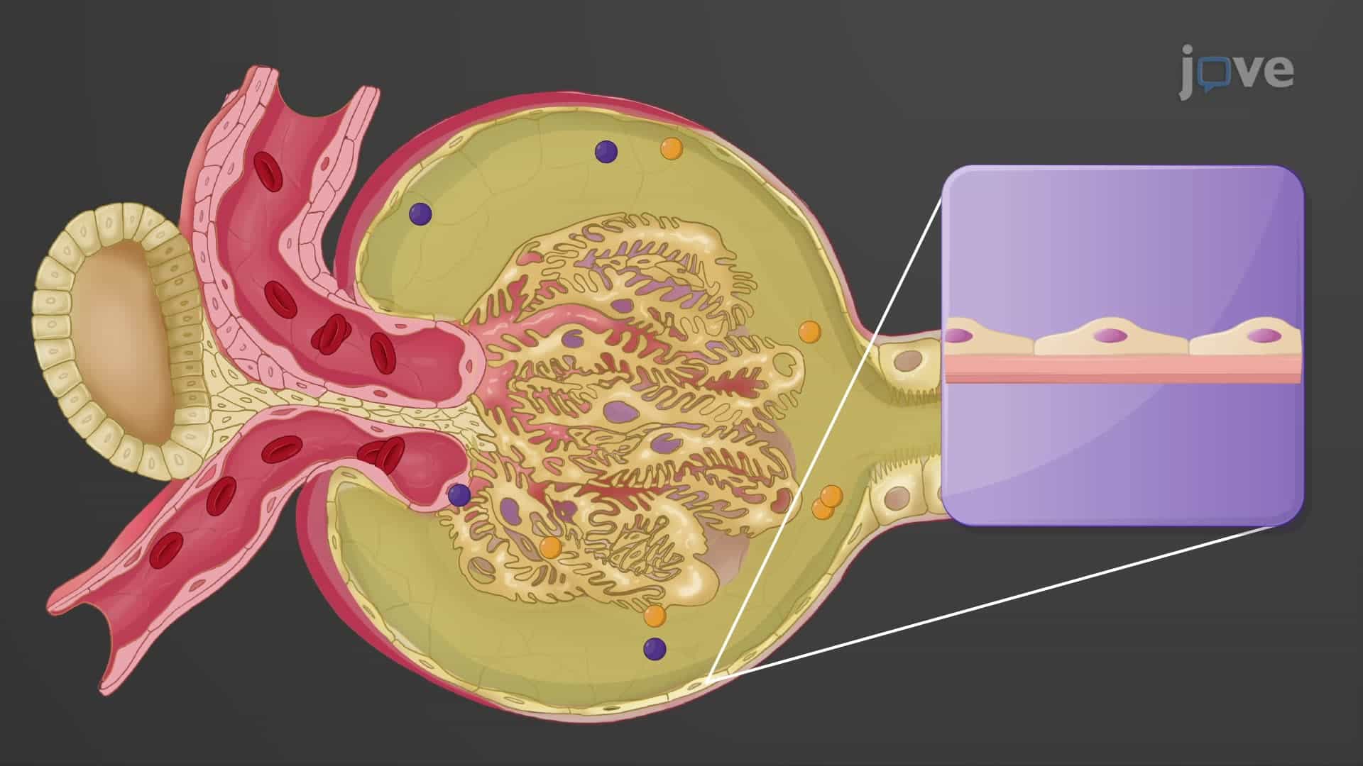 Renal Corpuscle