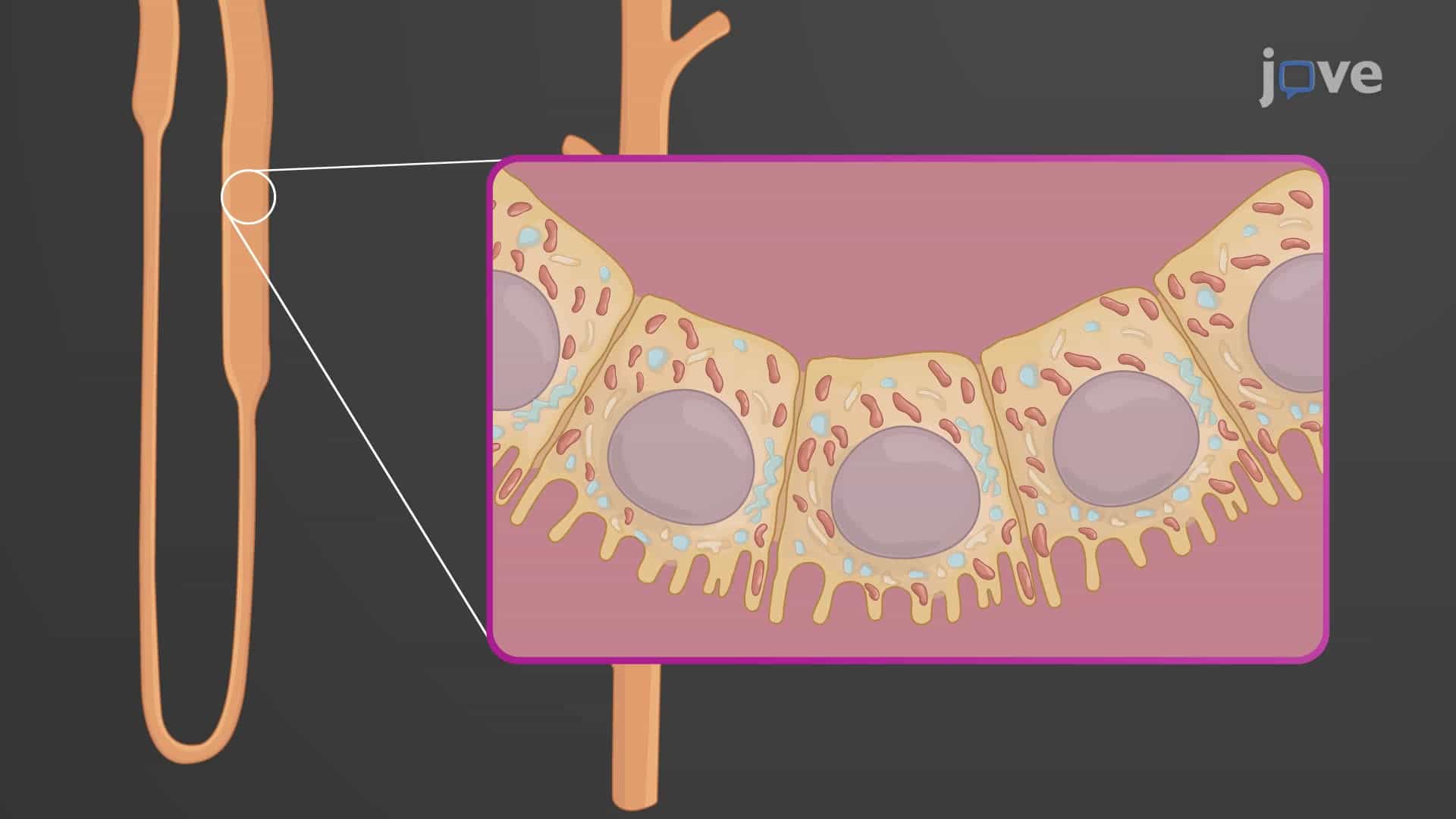 Renal Tubule and Collecting Duct