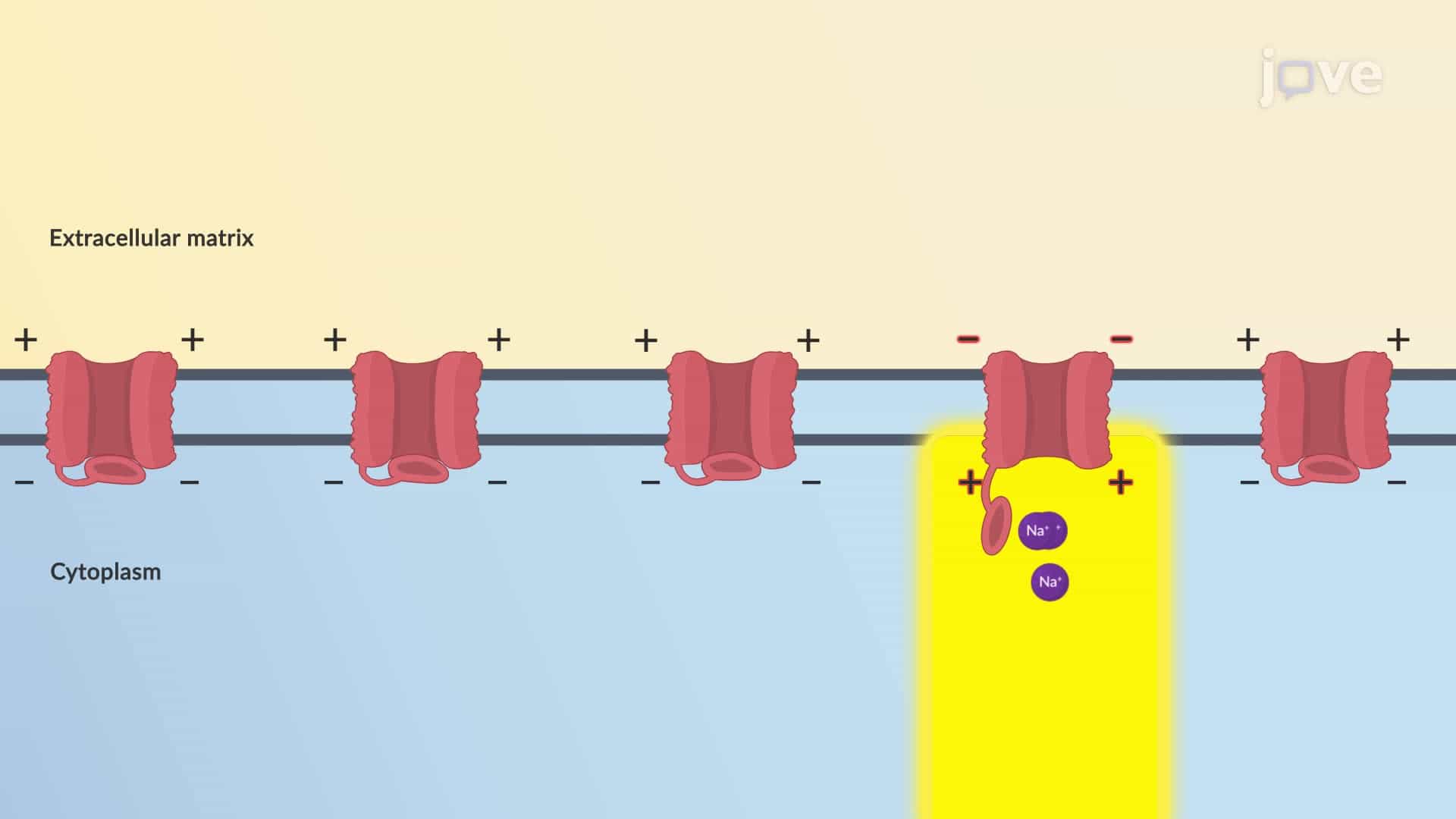 Roles of Electrolytes: Sodium and Potassium