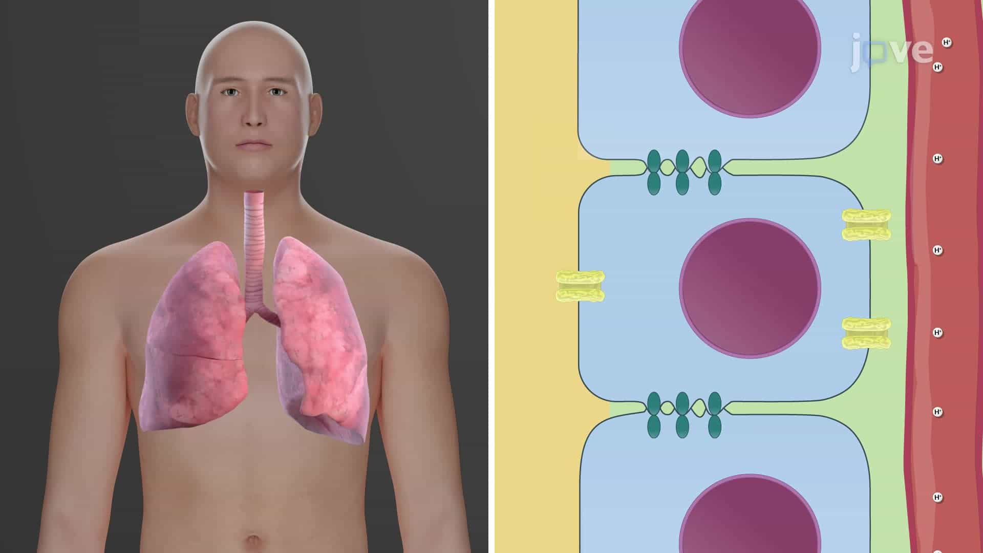 Buffer Systems in the Body