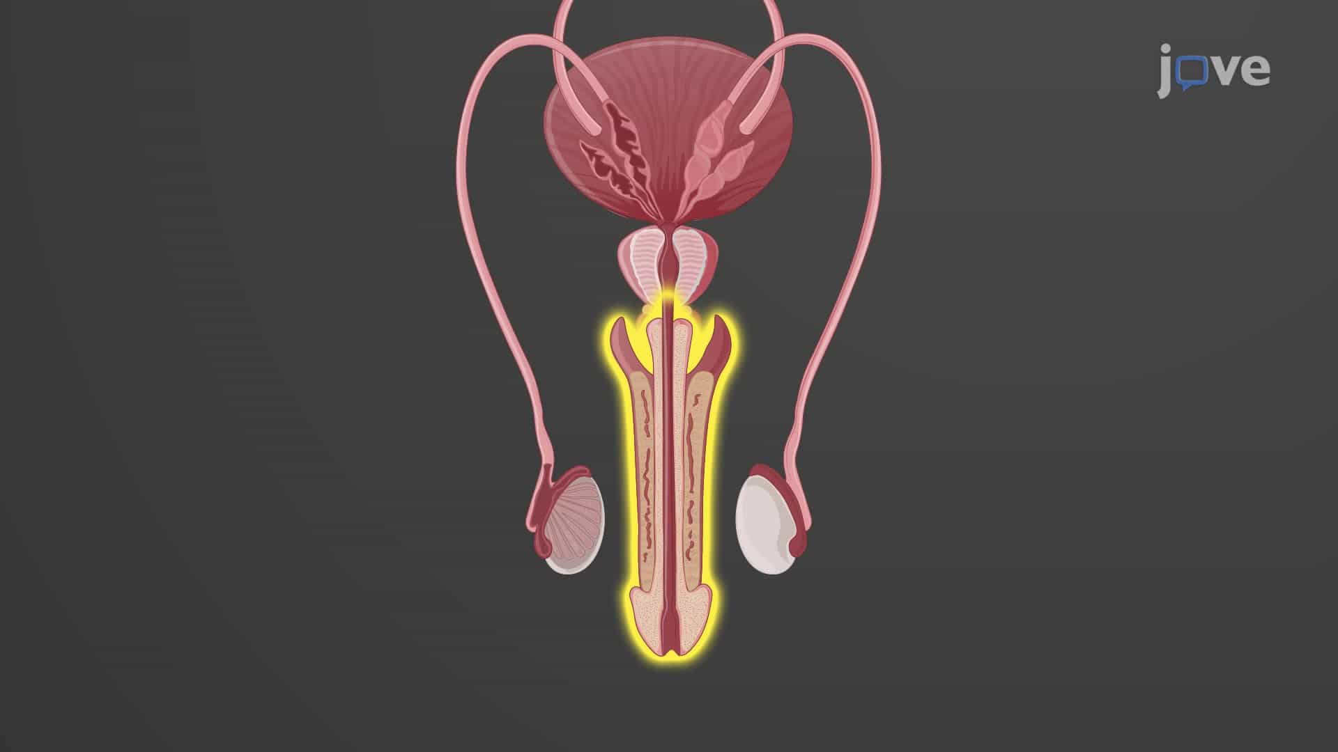 Penis