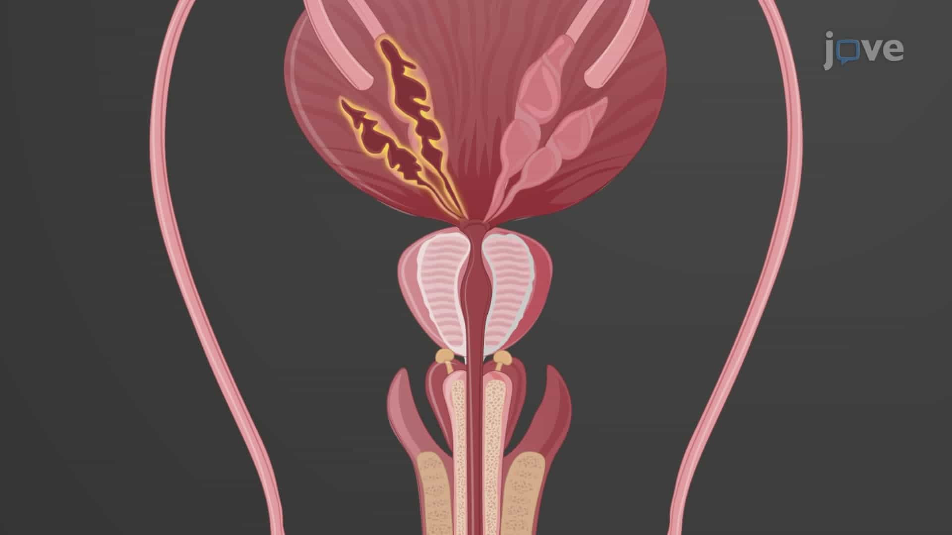 Accessory Glands of the Male Reproductive System