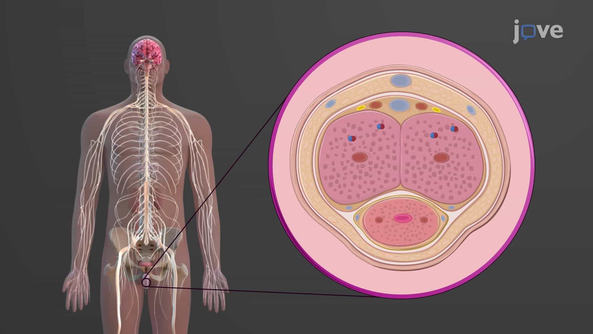 Male Sexual Response: Erection &amp; Ejaculation