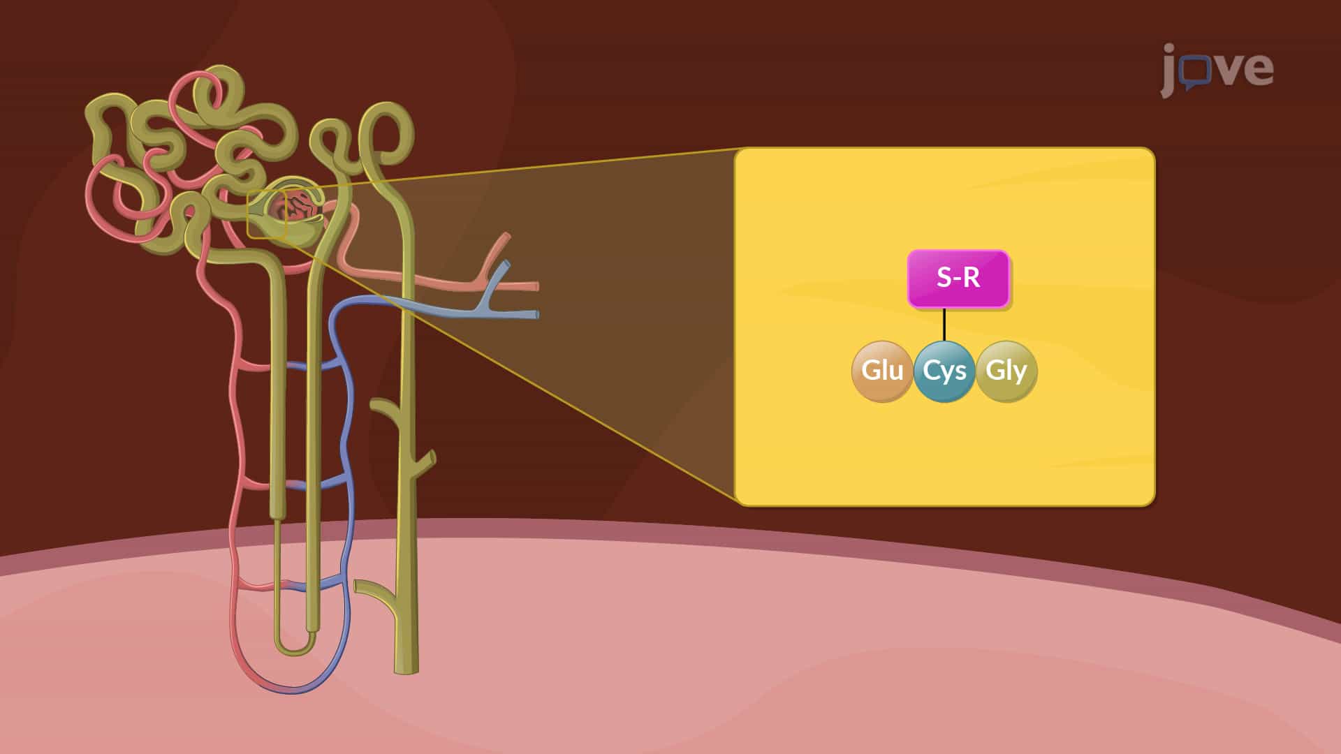 Phase II Reactions: Glutathione Conjugation and Mercapturic Acid Formation