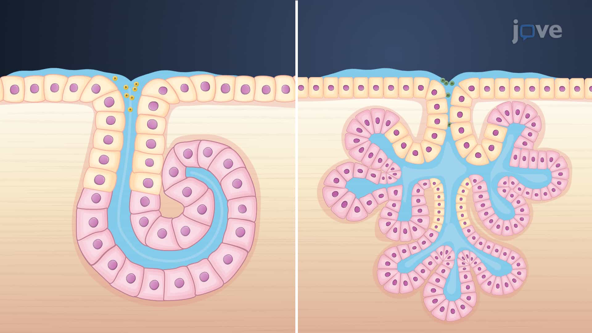 Drug Excretion: Miscellaneous Routes