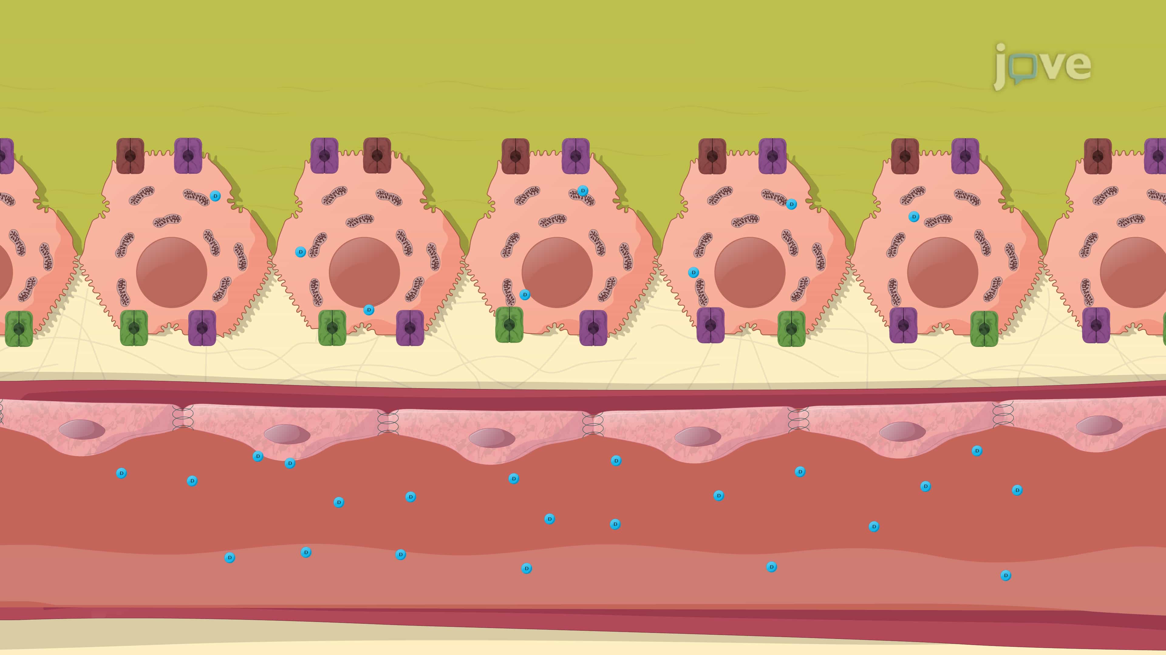 Hepatic Drug Clearance: Role of Transporters