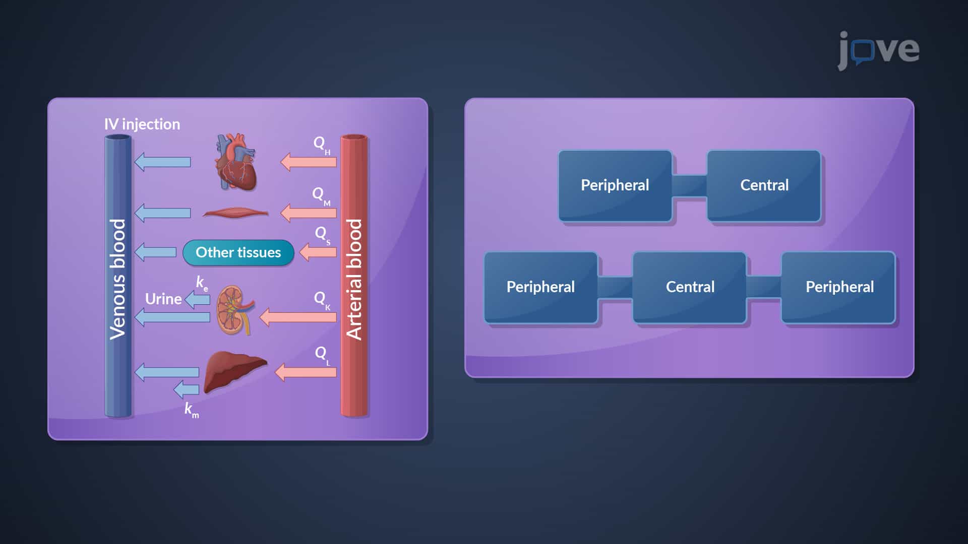 Pharmacokinetic Models: Comparison and Selection Criterion