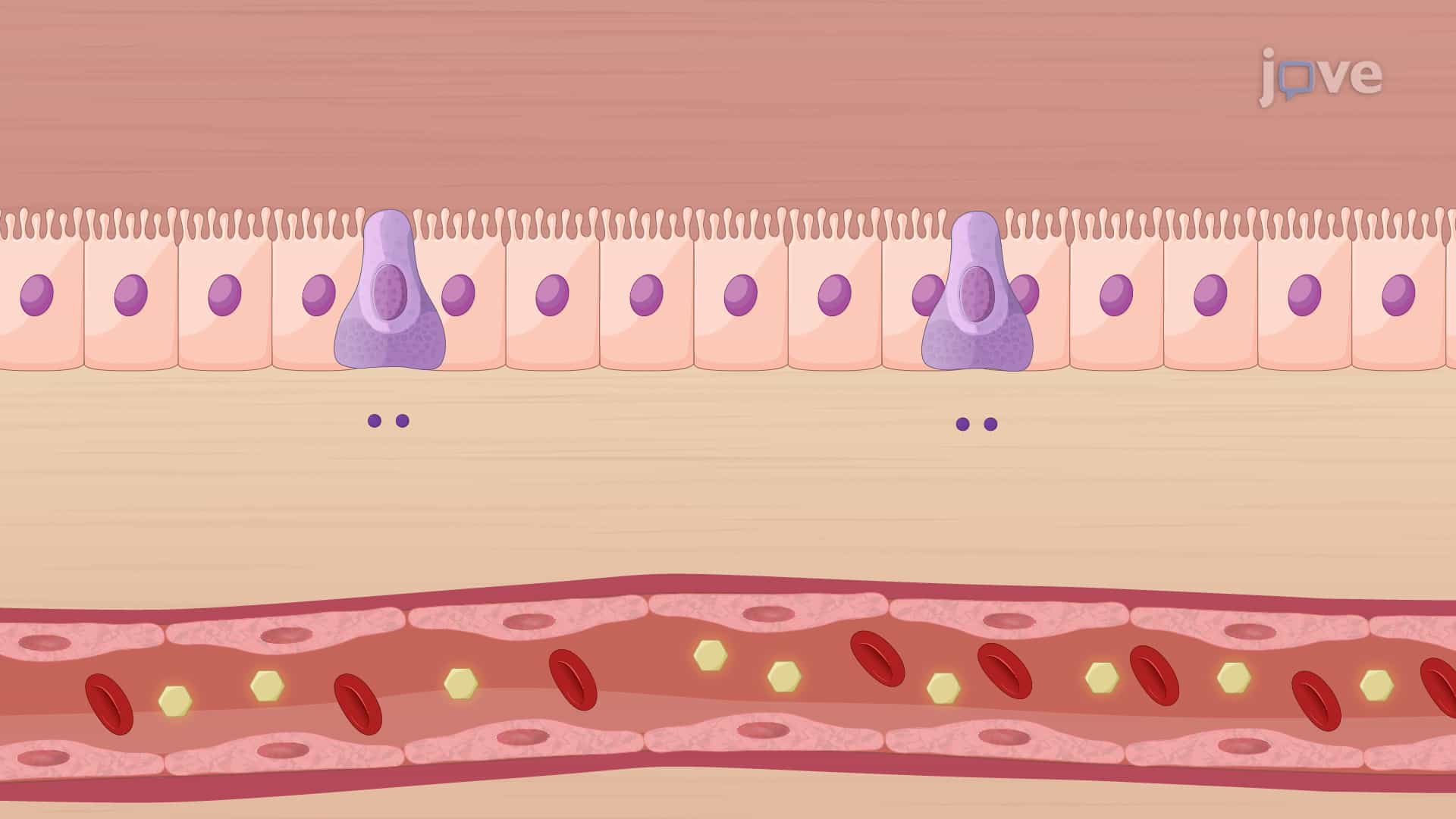 Oral Hypoglycemic Agents: α-Glucosidase Inhibitors