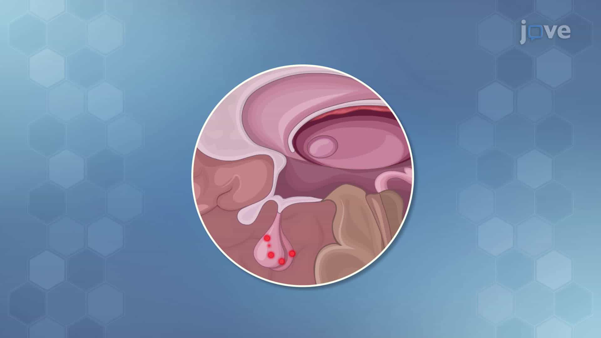 Major Hormones and Their Functions