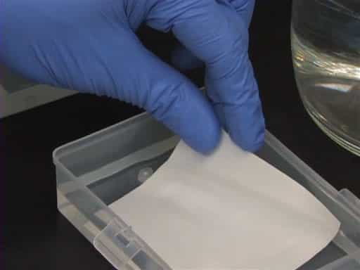 Western Blotting: Western Transfer, Antibody Detection, and Image Analysis