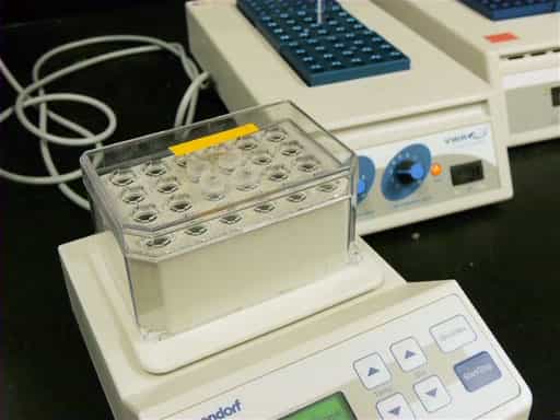 Restriction Enzyme Digests: Principle, Procedure, and Applications