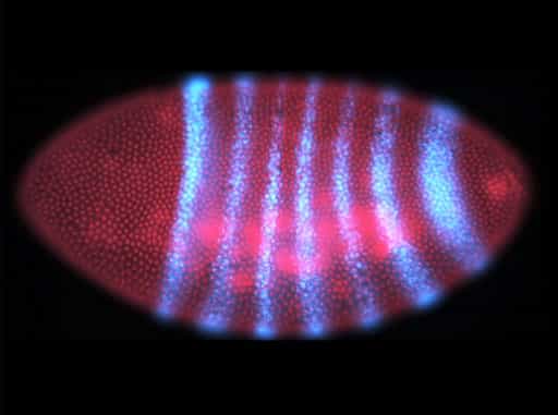 Development and Reproduction of Drosophila melanogaster
