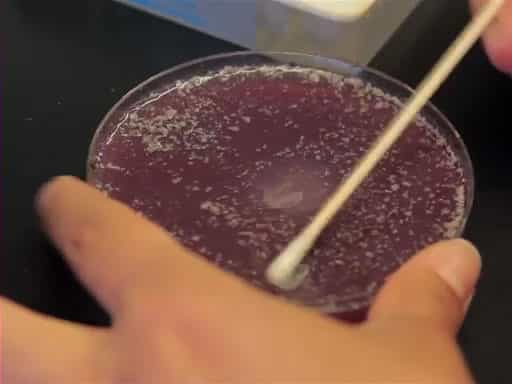 Drosophila melanogaster Embryo and Larva Harvesting and Preparation