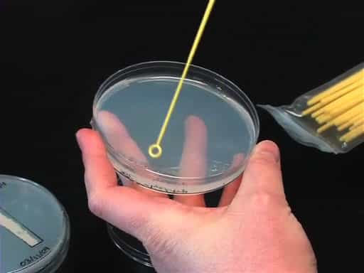 Growth and Maintenance of Saccharomyces cerevisiae Yeast
