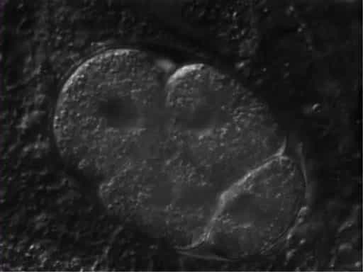 Development and Reproduction of Caenorhabditis elegans