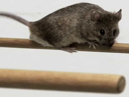 Mus musculus Laboratory Mouse as a Model Organism