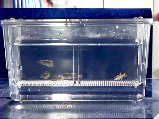 Zebrafish Breeding and Embryo Handling