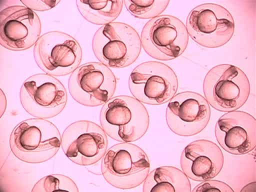 Reproduction and Development of Zebrafish