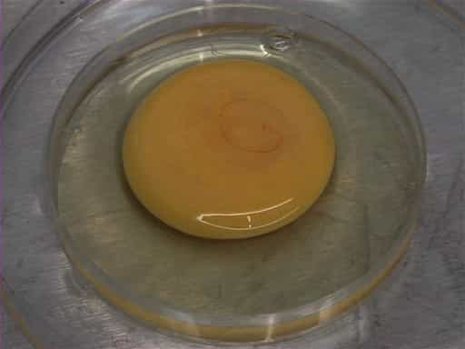 Chick ex ovo Culture: Whole Yolk and Explant Culture