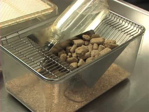 Basic Care and Maintenance of Mus musculus Mice