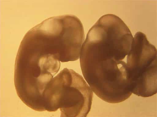 Reproduction and Development of the Laboratory Mouse