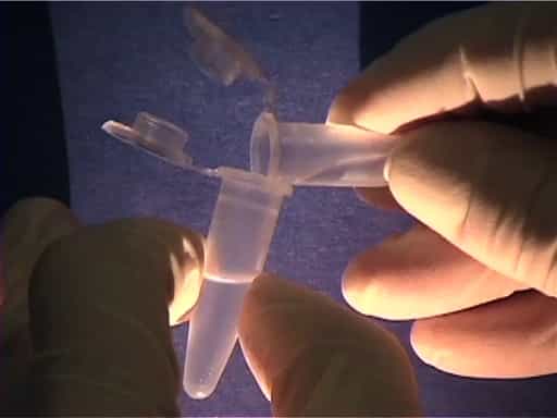 Mouse Genetics and Genotyping by PCR