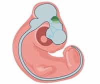 Developmental Neurobiology: Concepts and Techniques