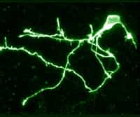 Cellular and Molecular Neuroscience Research