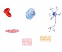 Pluripotency and Stem Cell Biology