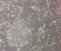 Embryonic Stem Cell Culture and Differentiation