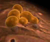 Induced Pluripotency and Yamanaka Factors