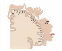 Motor Control: Neural Basis; Techniques to Study Motor Behavior