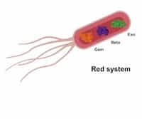 Recombineering, Gene Targeting and BACs