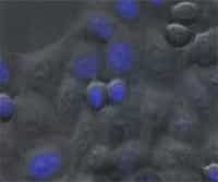 Cell Division, Proliferation, Cancer and Cell Cycle Analysis