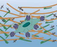 Cell Invasion Assay Using 3D Matrices