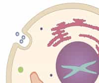 Endocytosis and Exocytosis; Clathrin Coated Pits and SNAREs