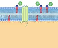 Cell Death Pathways and Annexin V &amp; PI Labeling studies