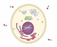 Isotopic, Photoreactive and Bioorthogonal Metabolic Labeling