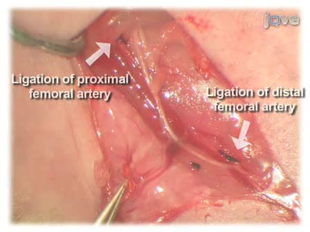 Murine Model of Hindlimb Ischemia