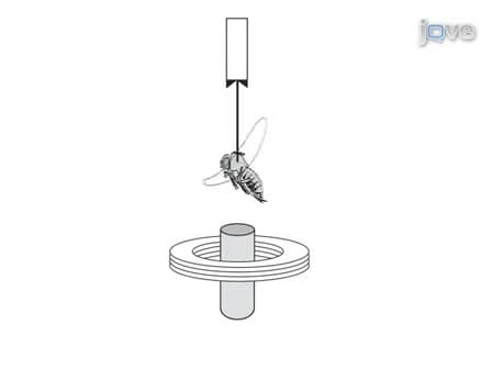 A Magnetic Tether System to Investigate Visual and Olfactory Mediated Flight Control in Drosophila