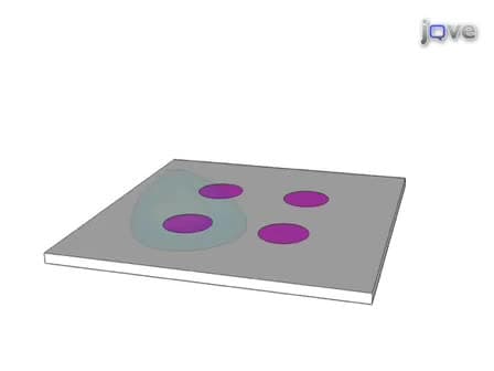 Microcontact Printing of Proteins for Cell Biology