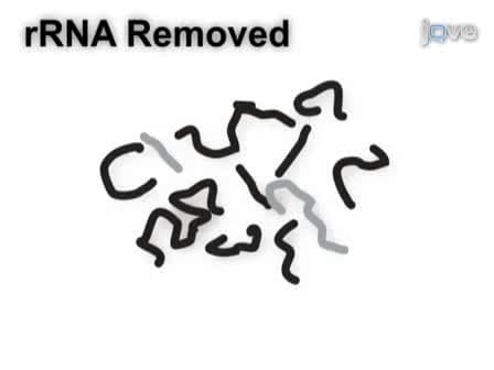 Analyzing Gene Expression from Marine Microbial Communities using Environmental Transcriptomics
