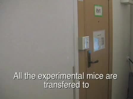 Elevated Plus Maze for Mice