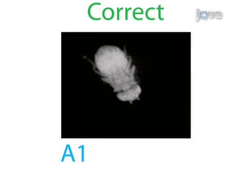Visually Mediated Odor Tracking During Flight in Drosophila