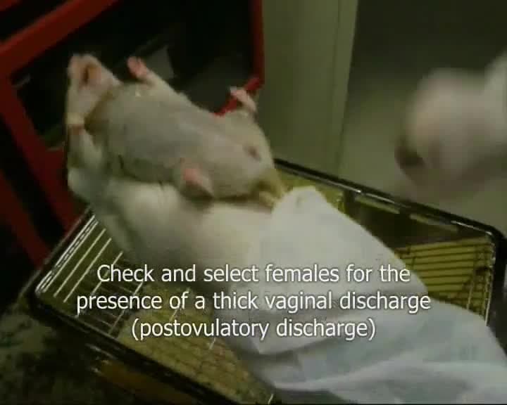 Collection and Cryopreservation of Hamster Oocytes and Mouse Embryos