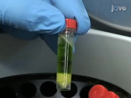 Monitoring Plant Hormones During Stress Responses
